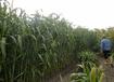 Field evaluation of biomass sorghum in Germany (KWS), 2009