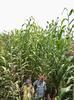 Field evaluation of sweet sorghum hybrids at ICRISAT (India), 2009
